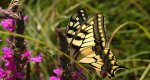 Paź królowej (Papilio machaon)