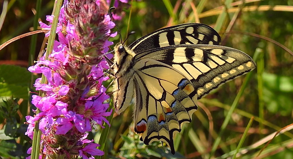 Paź królowej (Papilio machaon)