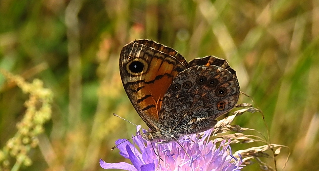 Osadnik megera (Lasiommata megera)