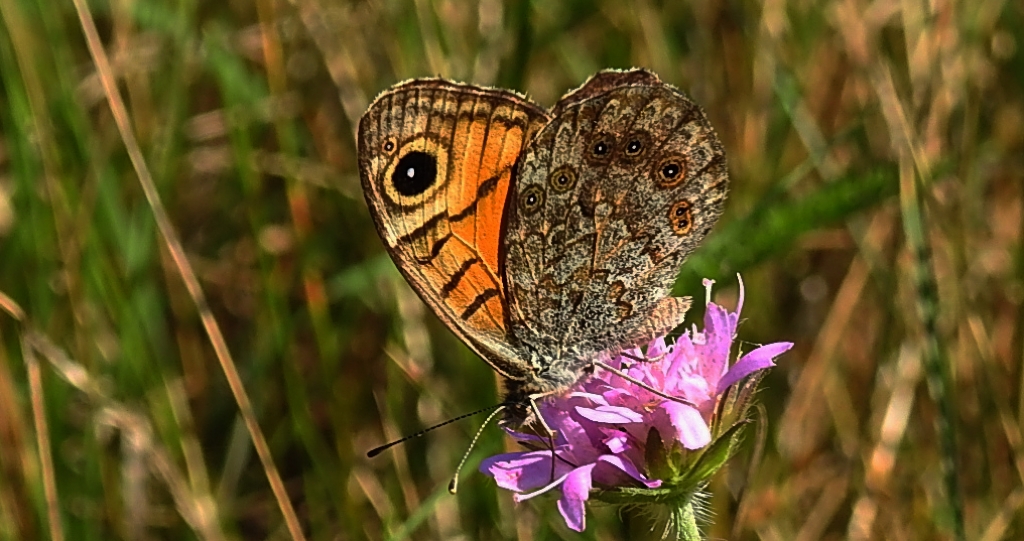 Osadnik megera (Lasiommata megera)