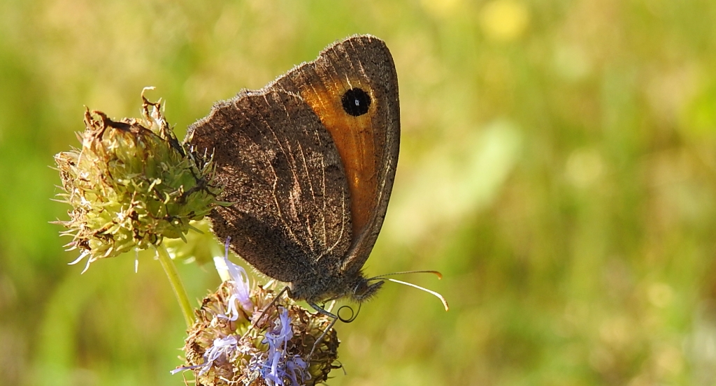 Przestrojnik likaon (Hyponephele lycaon)
