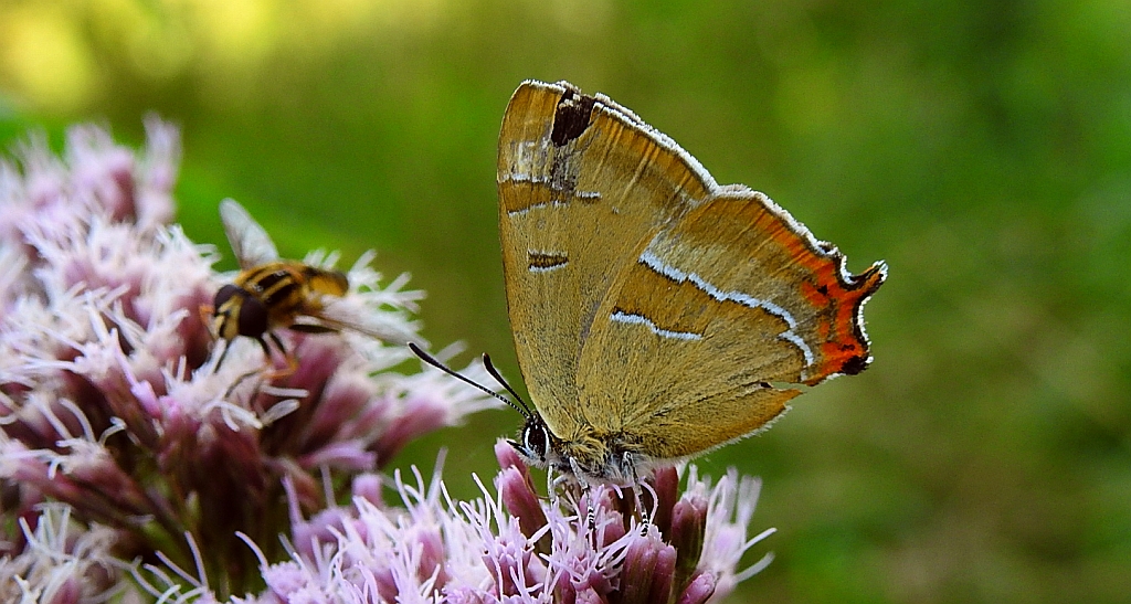 Pazik brzozowiec (Thecla betulae)