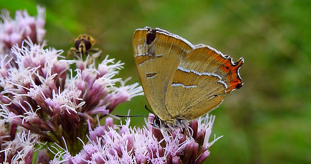 Pazik brzozowiec (Thecla betulae)