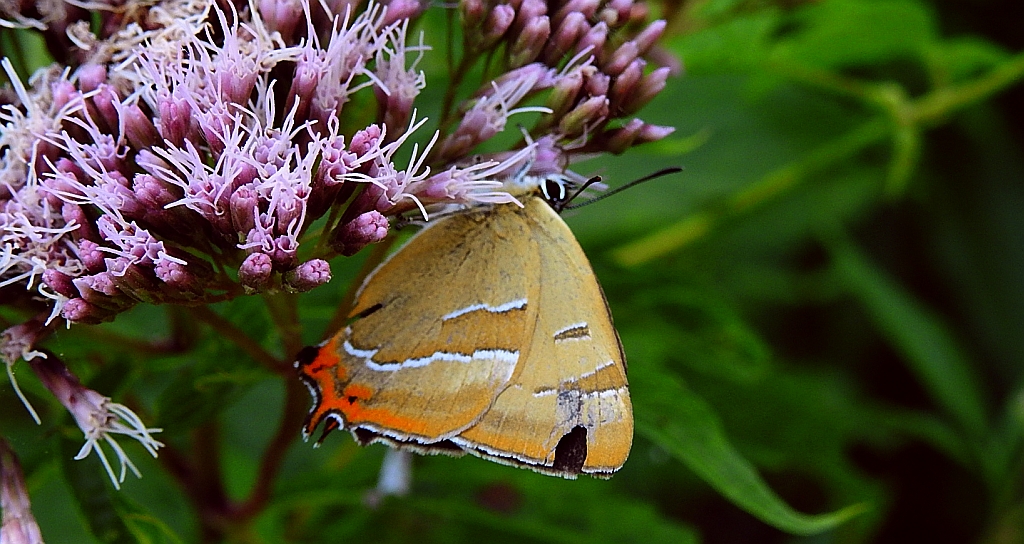Pazik brzozowiec (Thecla betulae)
