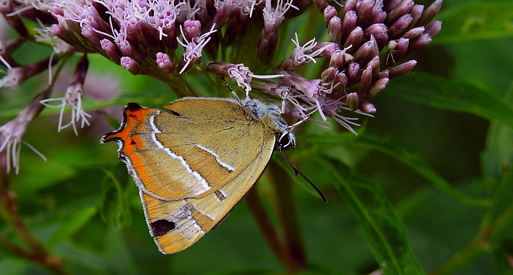 Pazik brzozowiec (Thecla betulae)