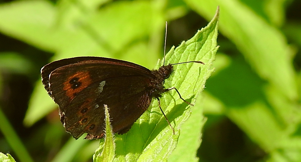 Górówka boruta (Erebia ligea)