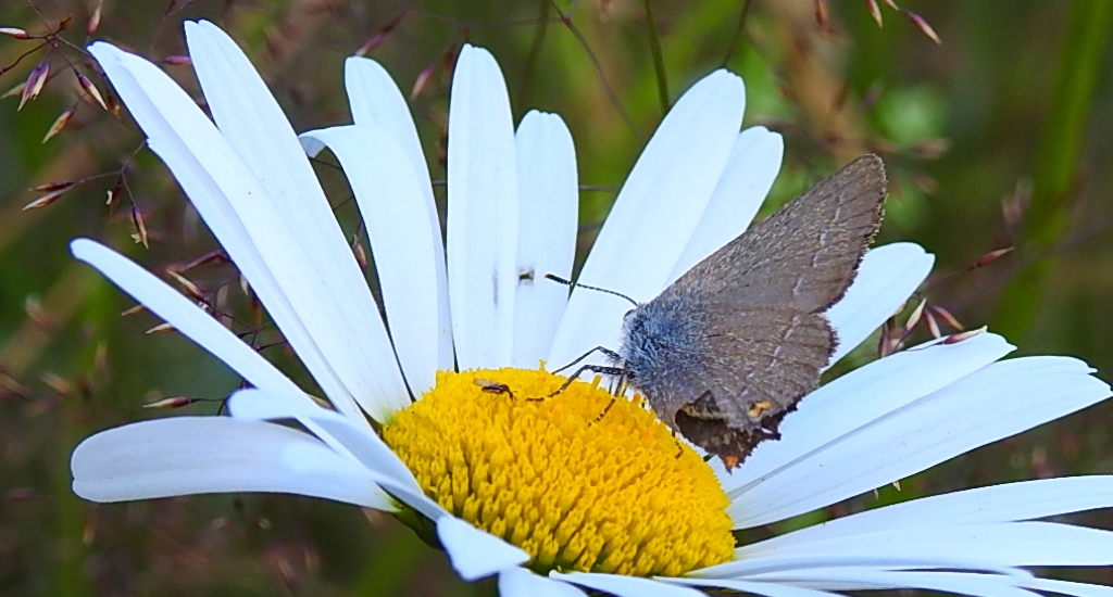 Ogończyk akacjowiec (Satyrium acaciae)