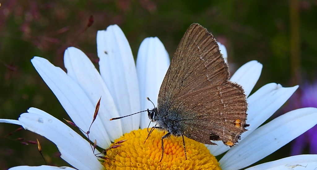 Ogończyk akacjowiec (Satyrium acaciae)