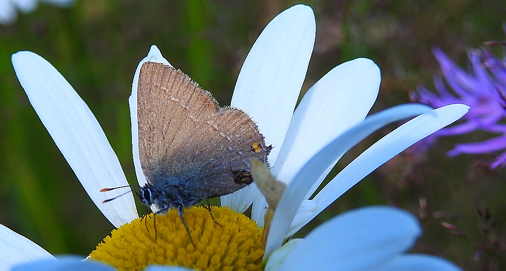 Ogończyk akacjowiec (Satyrium acaciae)
