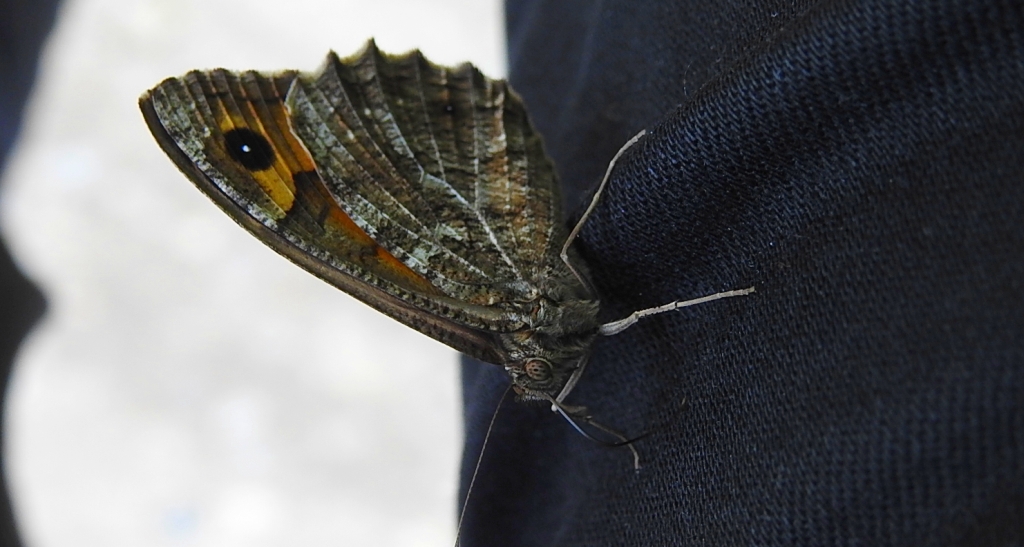 Skalnik semele (Hipparchia semele)