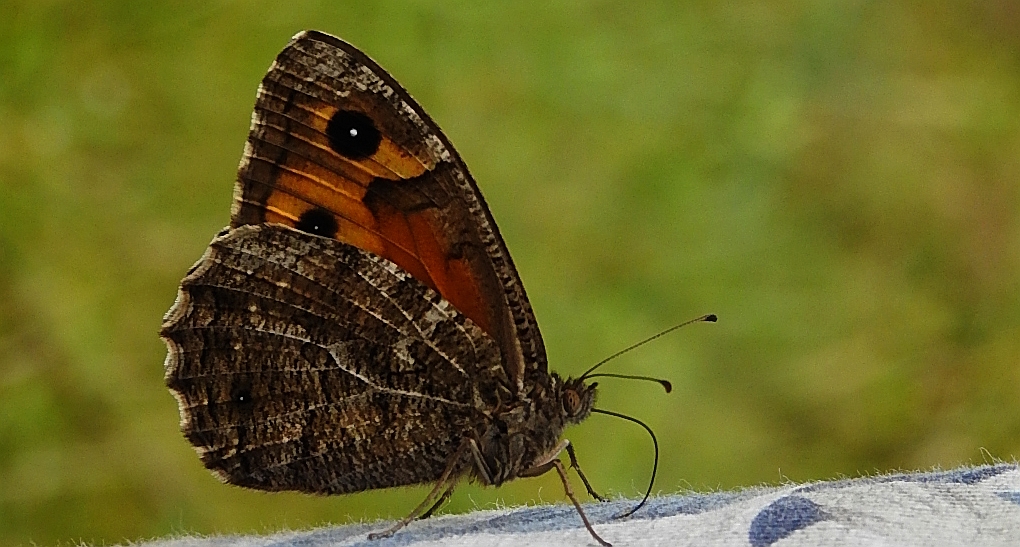 Skalnik semele (Hipparchia semele)
