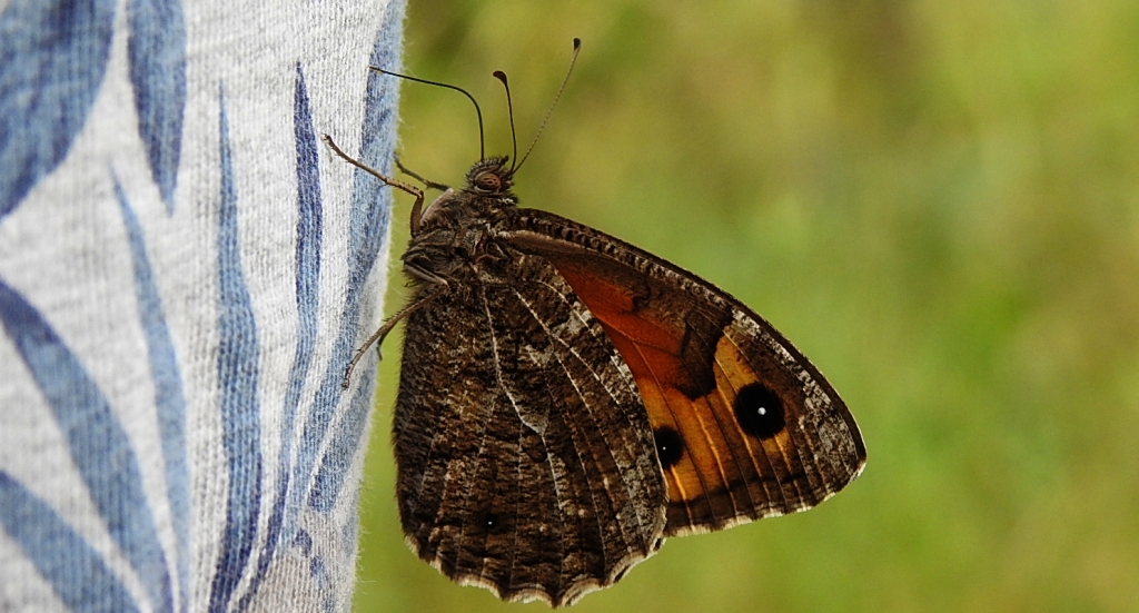 Skalnik semele (Hipparchia semele)