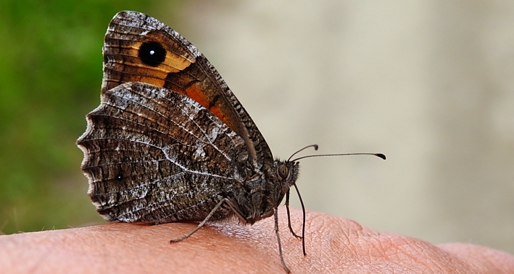 Skalnik semele (Hipparchia semele)