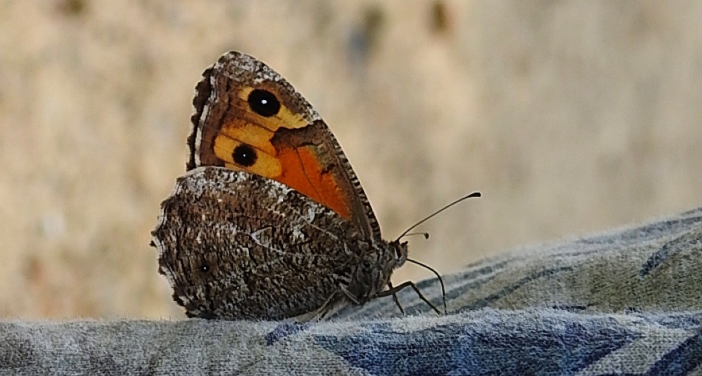 Skalnik semele (Hipparchia semele)