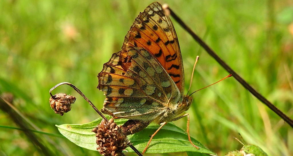 Dostojka aglaja, perłowiec aglaja, (Argynnis aglaja)