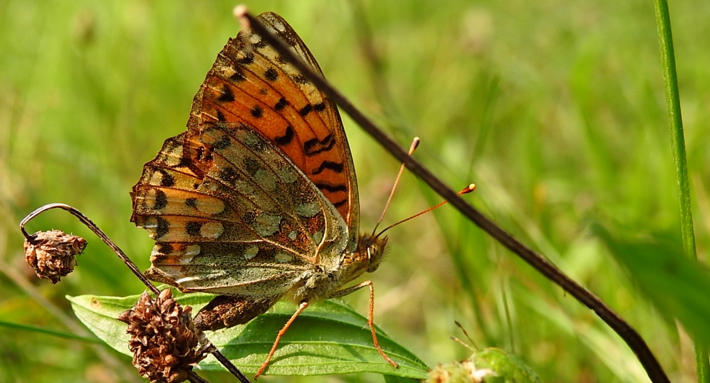 Dostojka aglaja, perłowiec aglaja, (Argynnis aglaja)
