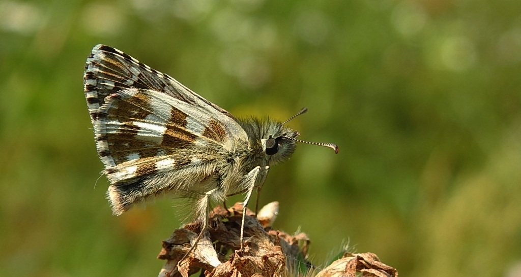 Powszelatek alweus (Pyrgus alveus)