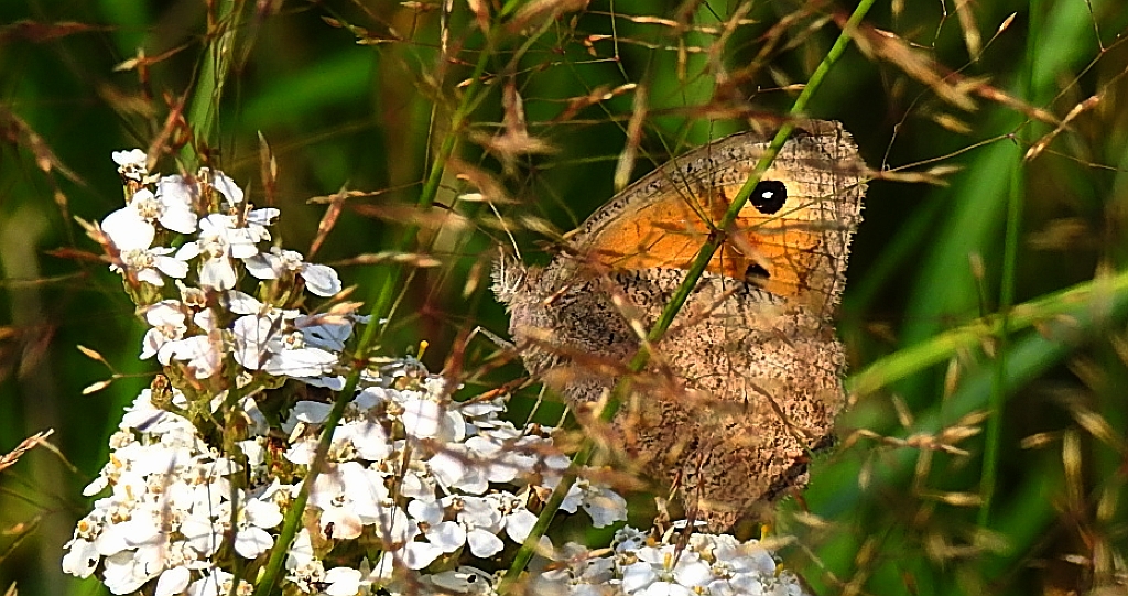 Przestrojnik likaon (Hyponephele lycaon)