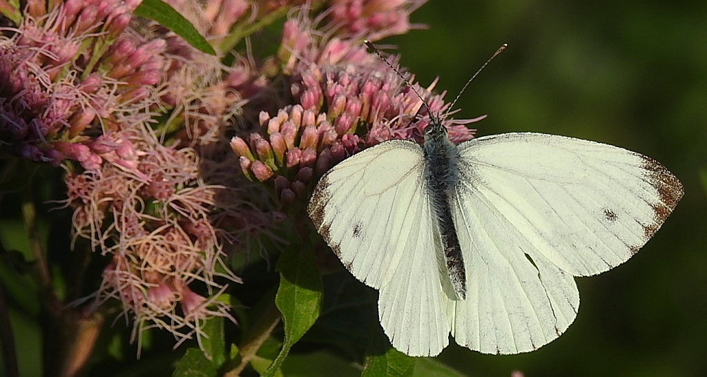 Bielinek kapustnik (Pieris brassicae)