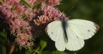 Bielinek kapustnik (Pieris brassicae)