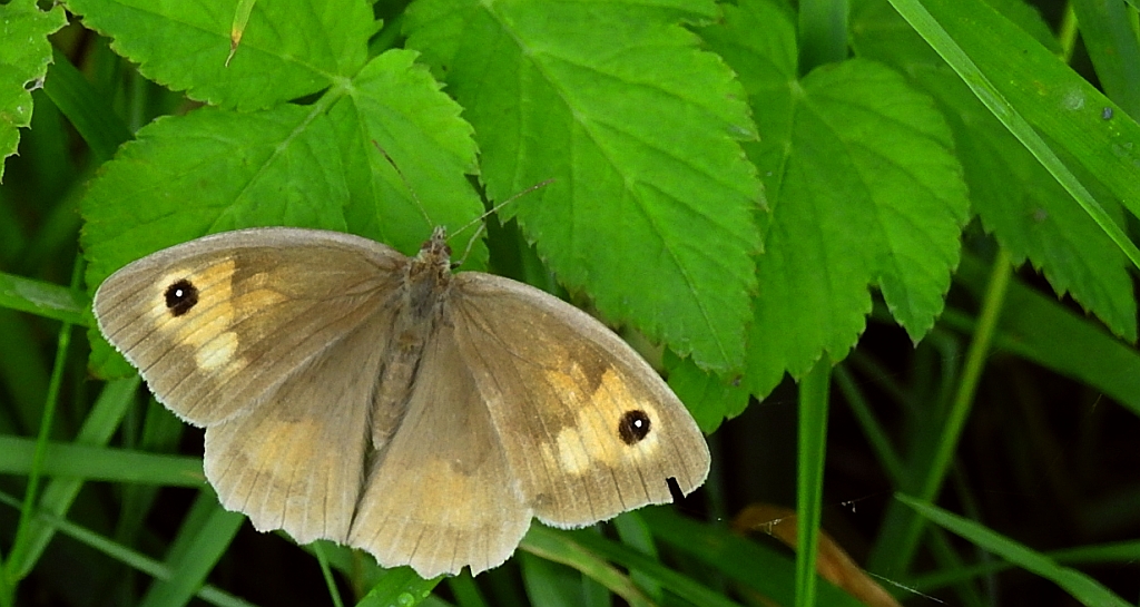 Przestrojnik jurtina (Maniola jurtina)