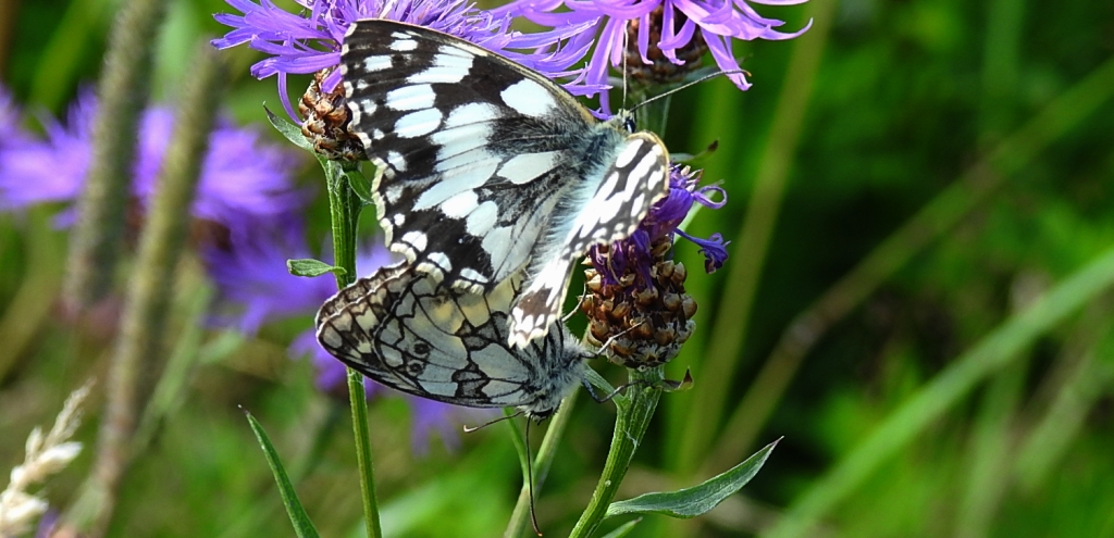 Polowiec szachownica (Melanargia galathea)