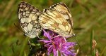 Polowiec szachownica (Melanargia galathea)