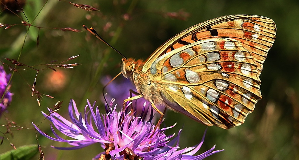 Dostojka adype, perłowiec adype (Argynnis adippe)