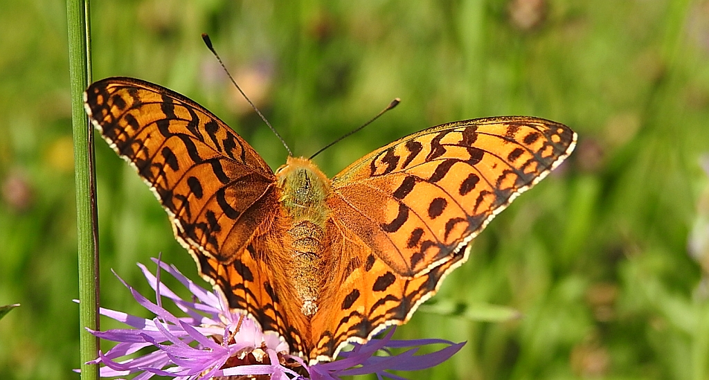 Dostojka adype, perłowiec adype (Argynnis adippe)