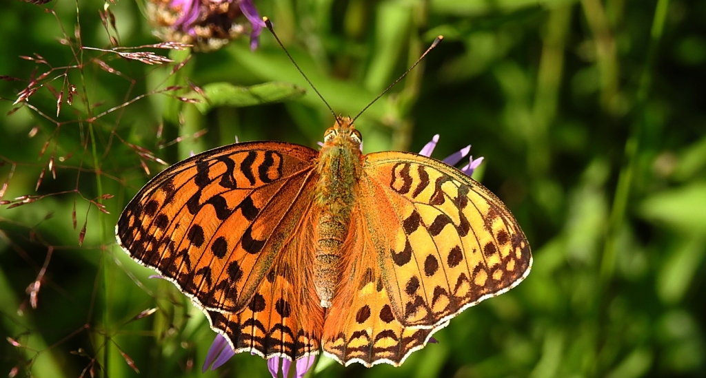 Dostojka adype, perłowiec adype (Argynnis adippe)