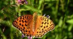 Dostojka adype, perłowiec adype (Argynnis adippe)