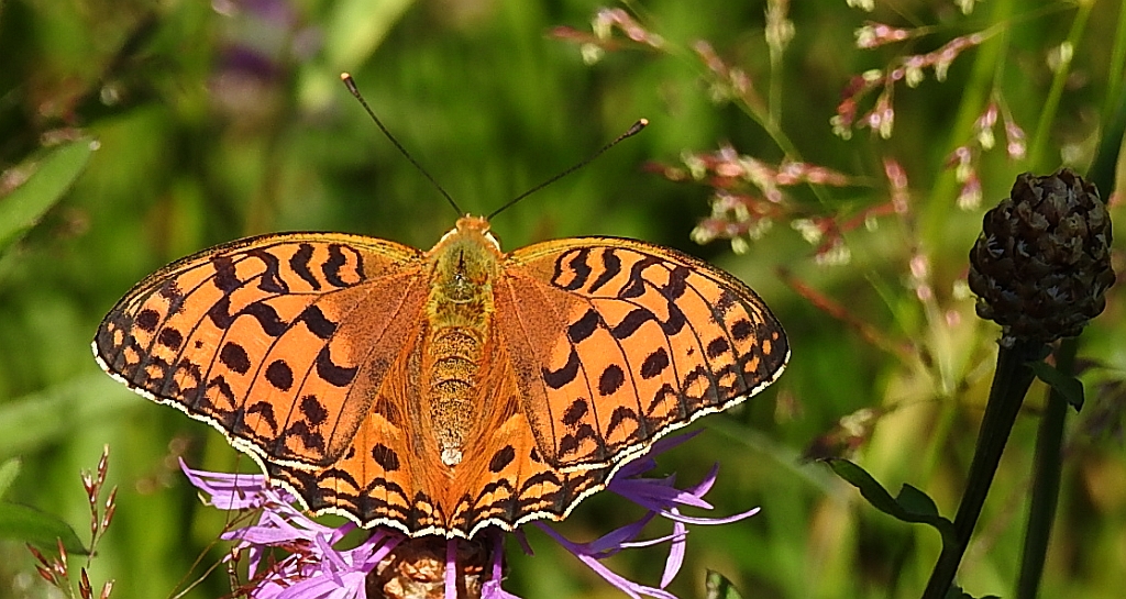 Dostojka adype, perłowiec adype (Argynnis adippe)