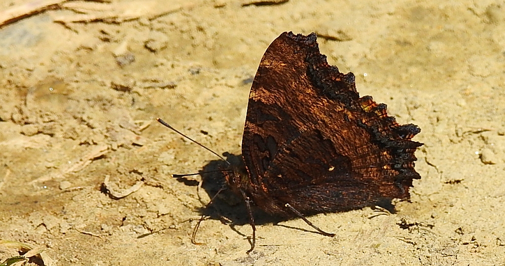 Rusałka wierzbowiec (Nymphalis polychloros)