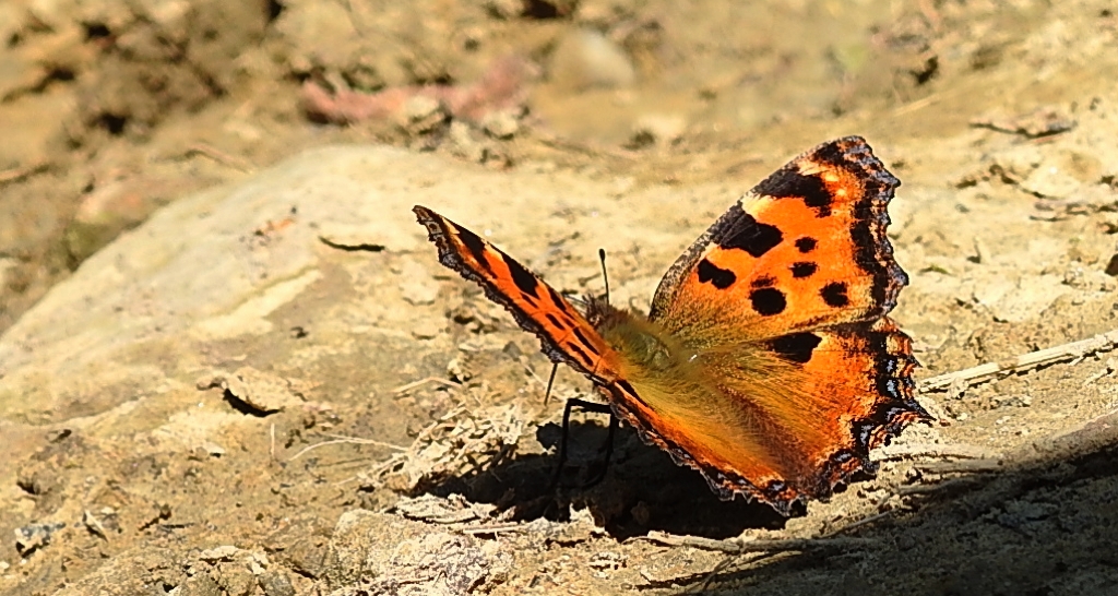 Rusałka wierzbowiec (Nymphalis polychloros)