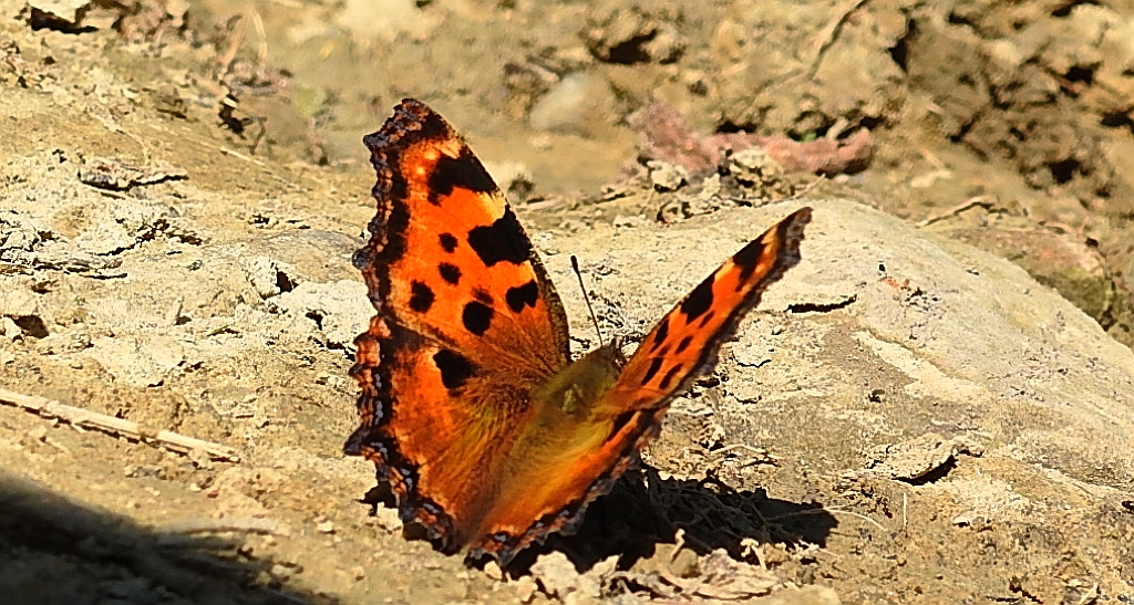 Rusałka wierzbowiec (Nymphalis polychloros)