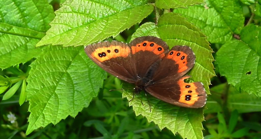 Górówka boruta (Erebia ligea)