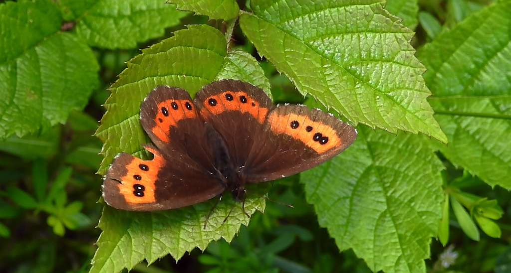 Górówka boruta (Erebia ligea)