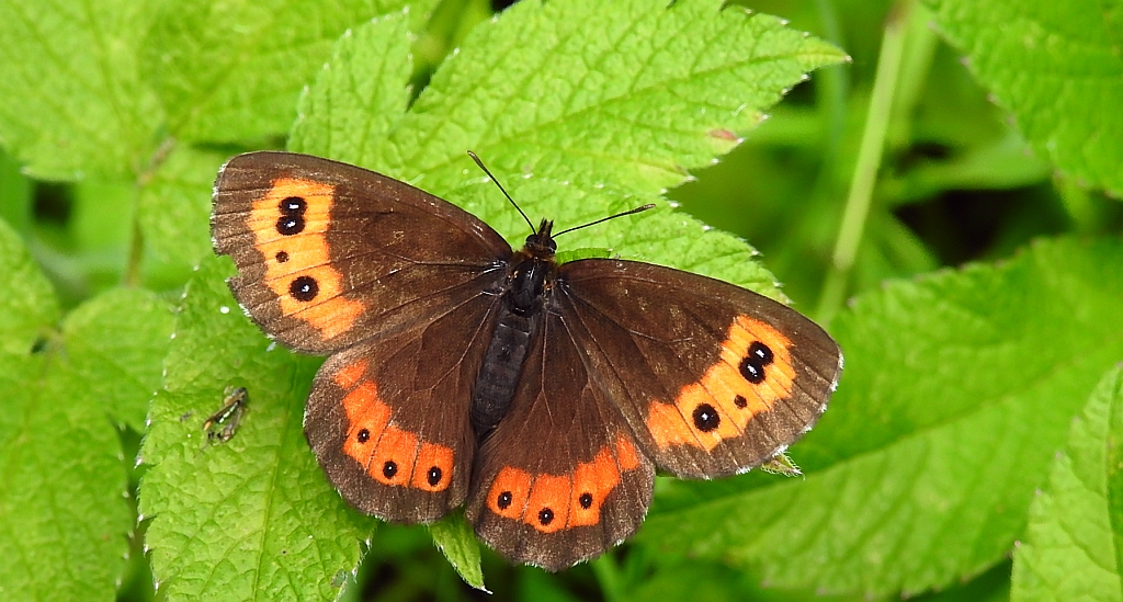 Górówka boruta (Erebia ligea)