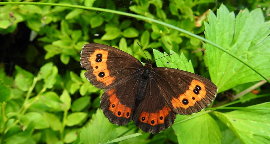 Górówka boruta (Erebia ligea)