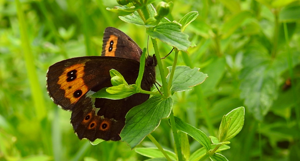Górówka boruta (Erebia ligea)