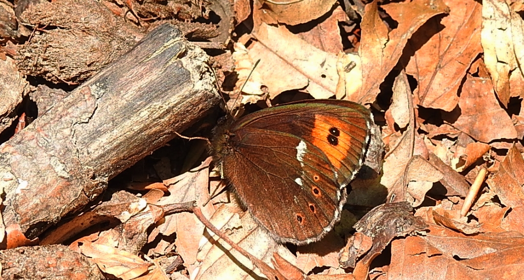 Górówka boruta (Erebia ligea)