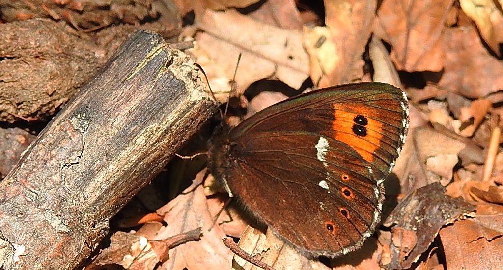 Górówka boruta (Erebia ligea)