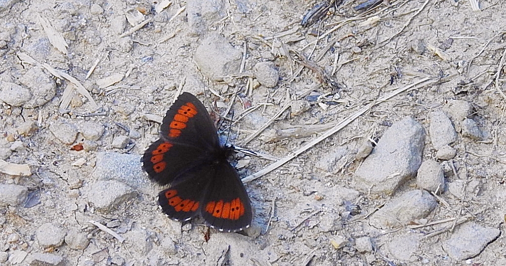 Górówka euriala (Erebia euryale)