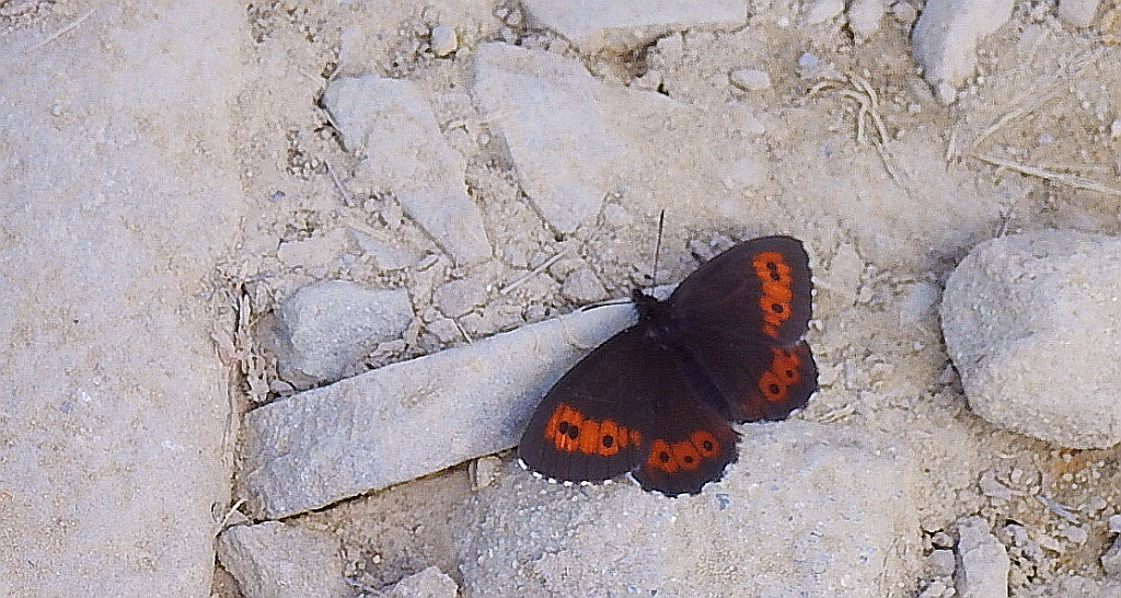 Górówka euriala (Erebia euryale)