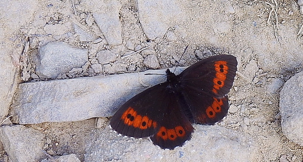 Górówka euriala (Erebia euryale)