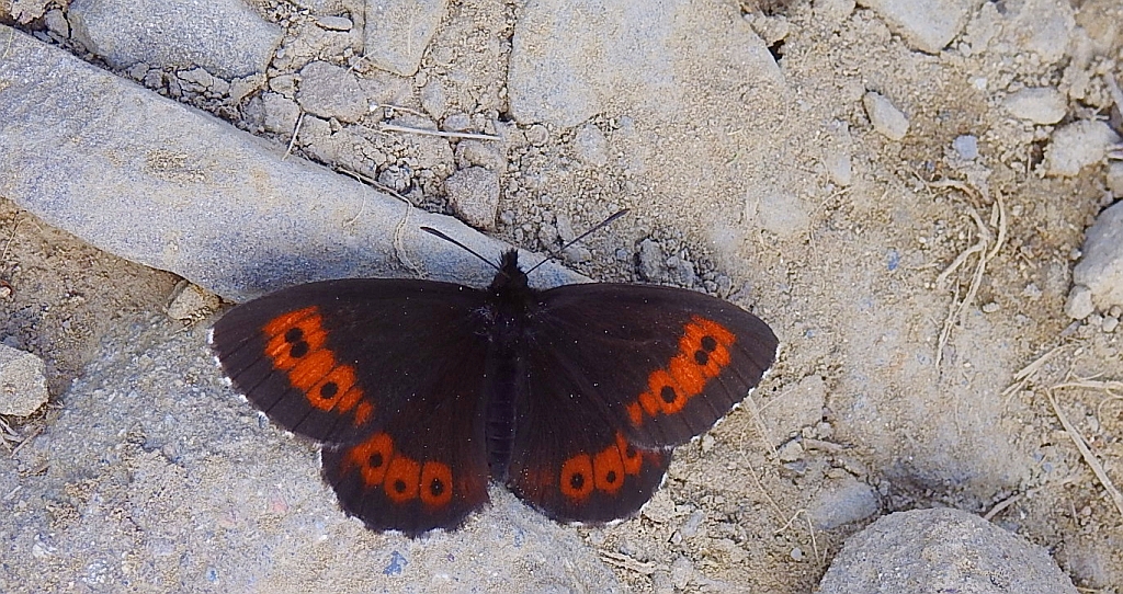 Górówka euriala (Erebia euryale)