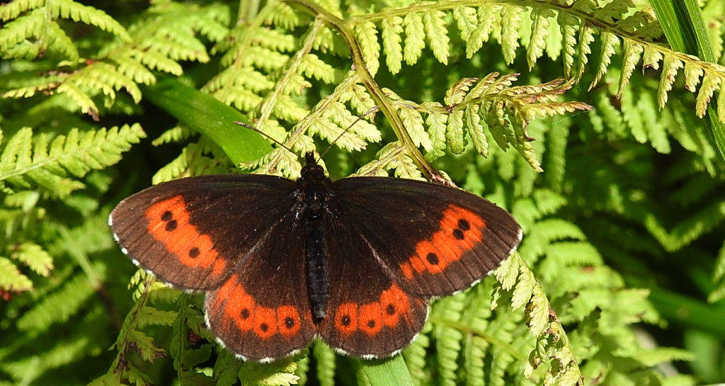 Górówka euriala (Erebia euryale)