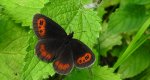 Górówka medea (Erebia aethiops)
