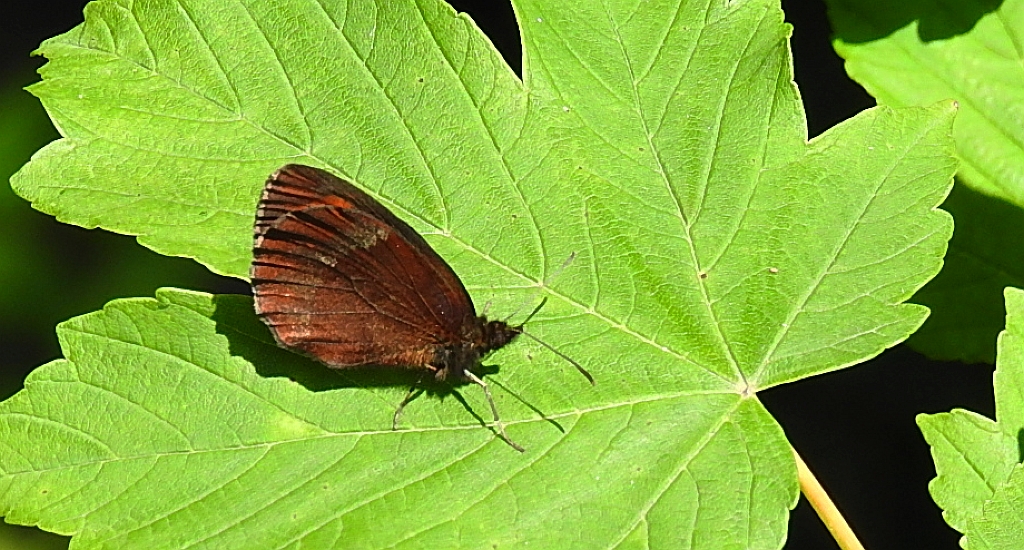Górówka medea (Erebia aethiops)