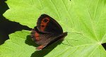 Górówka medea (Erebia aethiops)